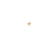 whiteflowercottages